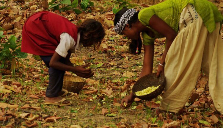 Chhattisgarh mahua flowers export france ( महुआ फूल की खेती )