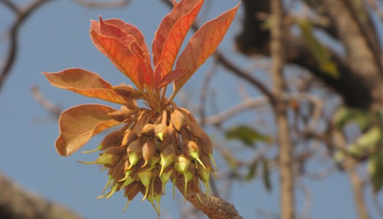 Chhattisgarh mahua flowers export france ( महुआ फूल की खेती )