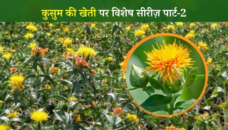 कुसुम की खेती safflower cultivation