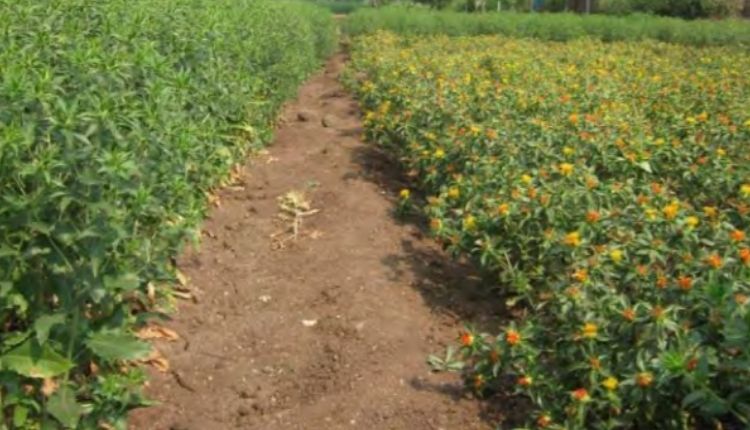 कुसुम की खेती safflower cultivation