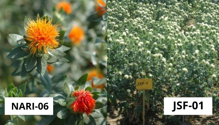 कुसुम की खेती safflower cultivation