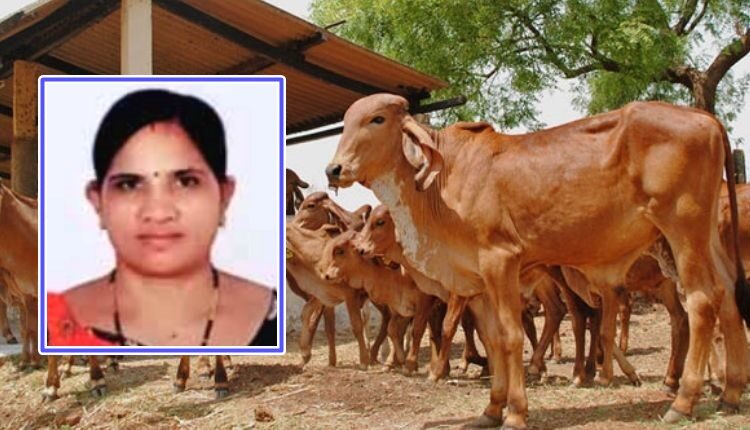 Dairy Farming देसी गाय की इस नस्ल के पालन से साल का लाखों कमा रही सूरत की ये महिला किसान ऑफ 3345