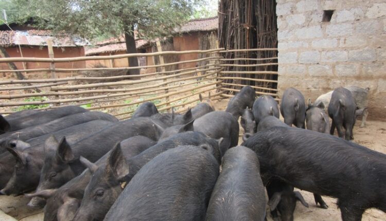  pig farming 