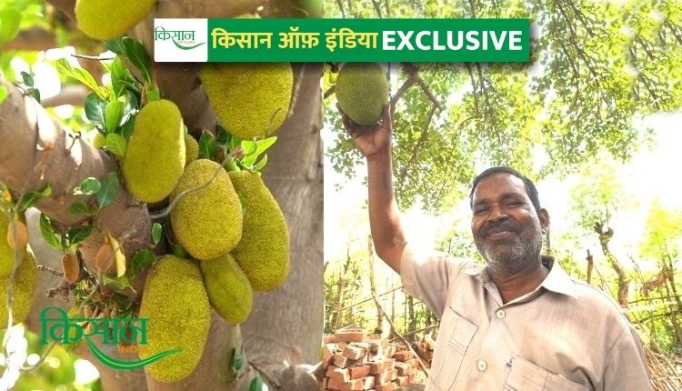 कटहल की खेती (Jackfruit farming)