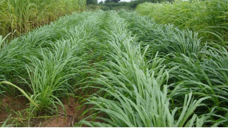 घास की खेती