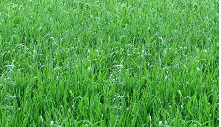 घास की खेती