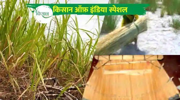 मुंजा घास munja grass