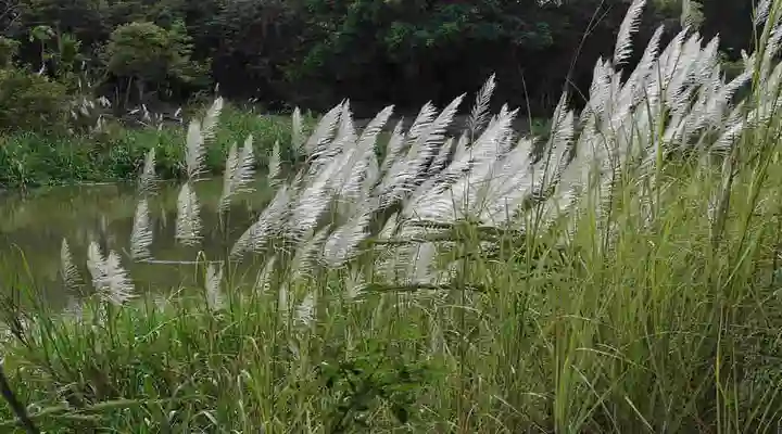 मुंजा घास munja grass 