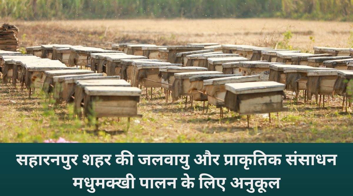 Saharanpur, The Honey Hub Of India: जहां हर बूंद में है शुद्धता,और हर शहद में है देश की पहचान