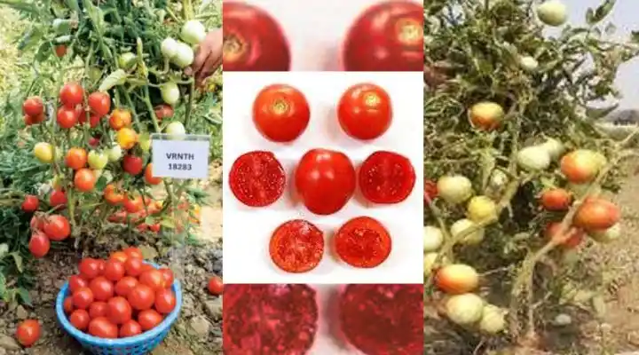 टमाटर की संकर किस्म Best Hybrid Tomato Variety