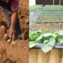 Potato Seed Production आलू बीज उत्पादन