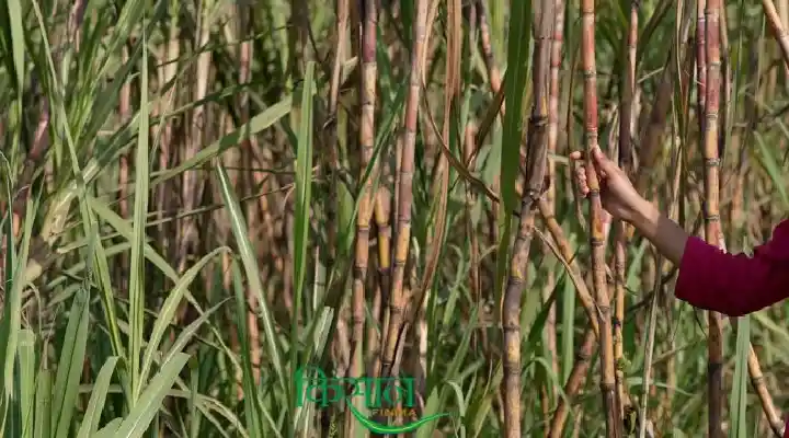 गर्मियों में गन्ने की खेती Sugarcane farming in summer 2
