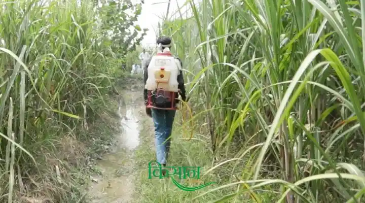 गन्ने की खेती Sugarcane farming in summer 3