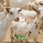 बकरी पालन की उन्नत विधियां Advanced Goat Rearing Techniques