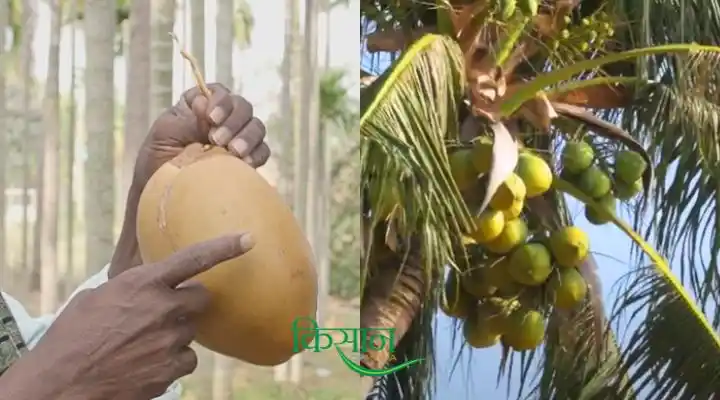 Coconut Cultivation नारियल की खेती