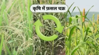 कृषि में फ़सल चक्र crop rotation in agriculture
