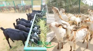 Goat Farming Business Plan बकरी पालन व्यवसाय योजना