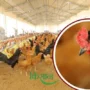 Poultry Health Management पोल्ट्री स्वास्थ्य प्रबंधन