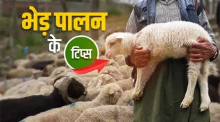 Sheep Farming Tips भेड़ पालन के टिप्स