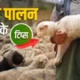 Sheep Farming Tips भेड़ पालन के टिप्स