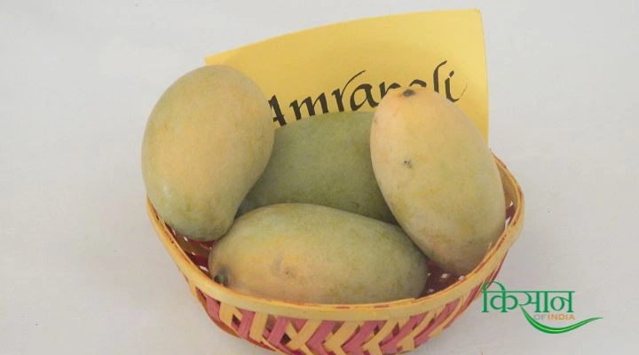 amrapali mango variety आम्रपाली किस्म