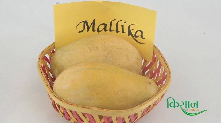 mango mallika variety मल्लिका किस्म