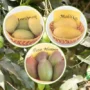 pusa mango varieties आम की किस्में