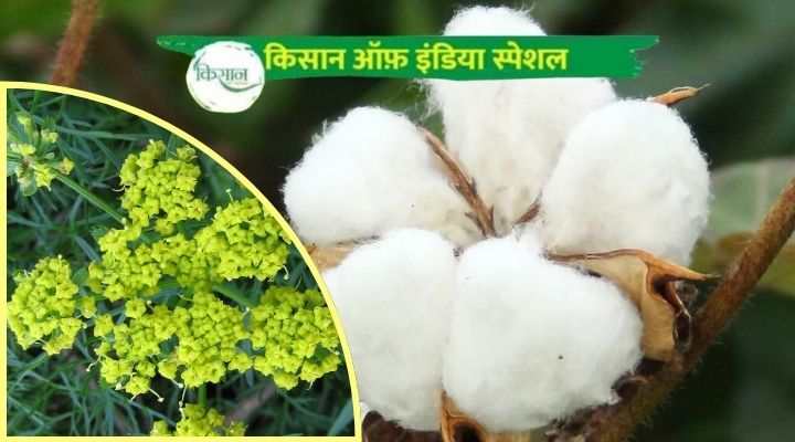 अंतरवर्तीय फसल प्रणाली (Intercropping System in cotton farming