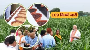 उन्नत बीजों की किस्में high variety crop