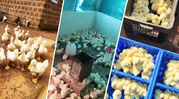 पोल्ट्री प्रबंधन से कमाई Earning from Poultry Management