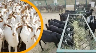 बिहार में बकरी पालन Goat farming in Bihar