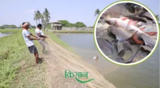 भारत में मछली पालन fish farming in india