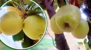 मैदानी इलाकों में सेब की खेती Apple Cultivation in plain Areas