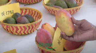 रंगीन आम की किस्म colorful mango variety