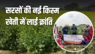 CFLD on Oilseed सरसों की नई किस्म