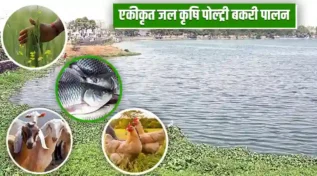 एकीकृत जल कृषि पोल्ट्री बकरी पालन Integrated Aquaculture Poultry Goat Farming System