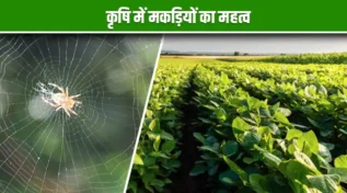 कृषि में मकड़ियों का महत्व Importance of Spiders in Agriculture