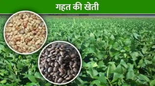 गहत की खेती Horse Gram Cultivation