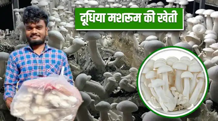 दूधिया मशरूम की खेती Milky Mushroom Farming