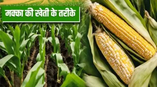 मक्का की खेती के तरीके Maize Cultivation Methods