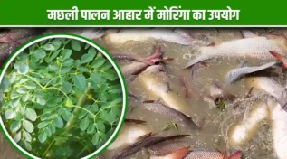 मछली पालन आहार में मोरिंगा का उपयोग Uses of Moringa in Fish Farming