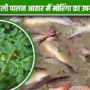 मछली पालन आहार में मोरिंगा का उपयोग Uses of Moringa in Fish Farming