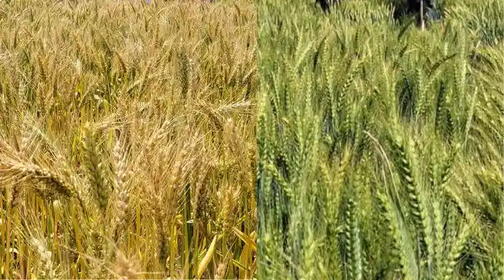 Wheat Varieties